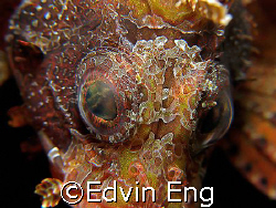 Eye to Eye! Taken in Anilao with Canon G9. by Edvin Eng 